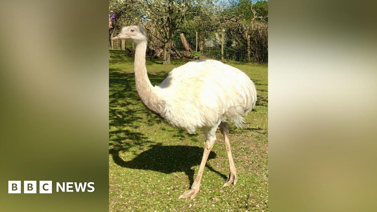 A white-feathered rhea, a flightless bird, standing in a field.
