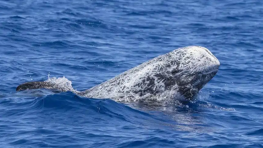 A Risso's Dolphin Breaks The Surface Of The Water, Showcasing Its Distinctive, Scarred Skin Pattern.