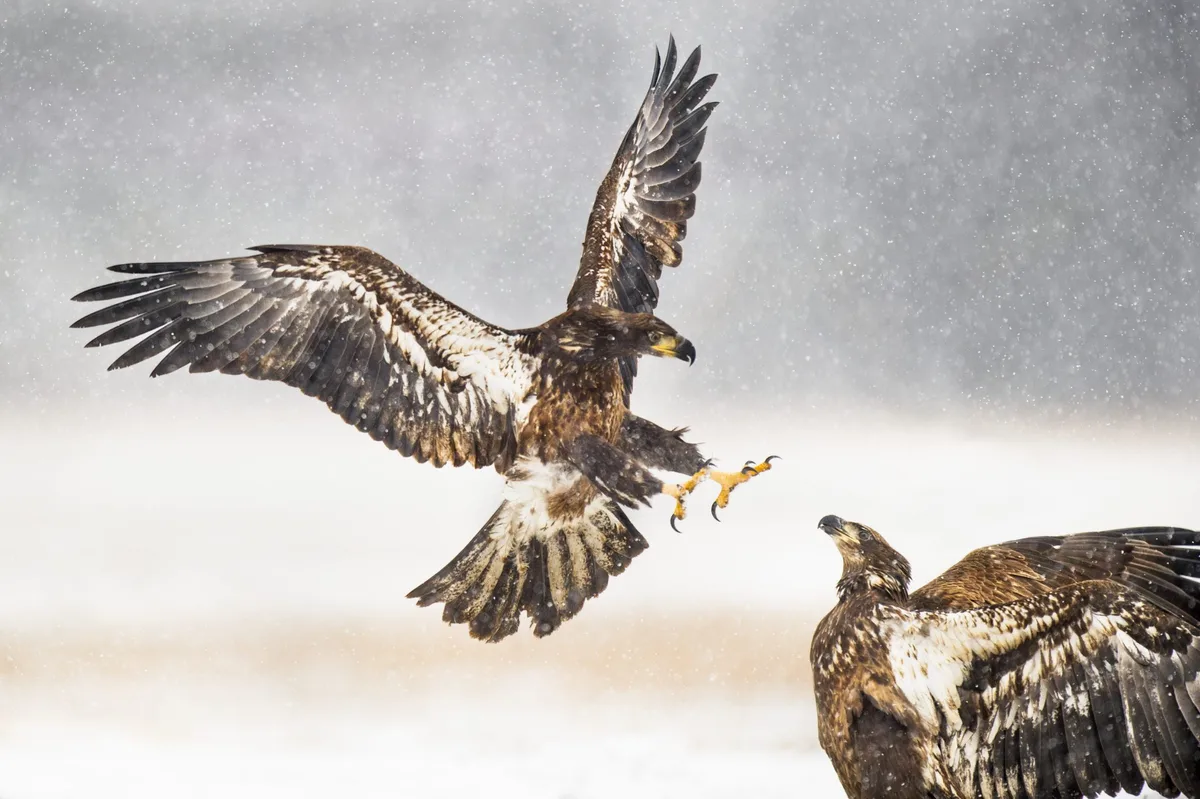 Bald eagles fighting