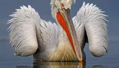 A pelican with vibrant orange bill floats calmly on water, reflecting its image against a serene gray backdrop