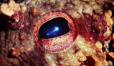 An Oxford Biologist Says Octopuses Could Inherit The Earth