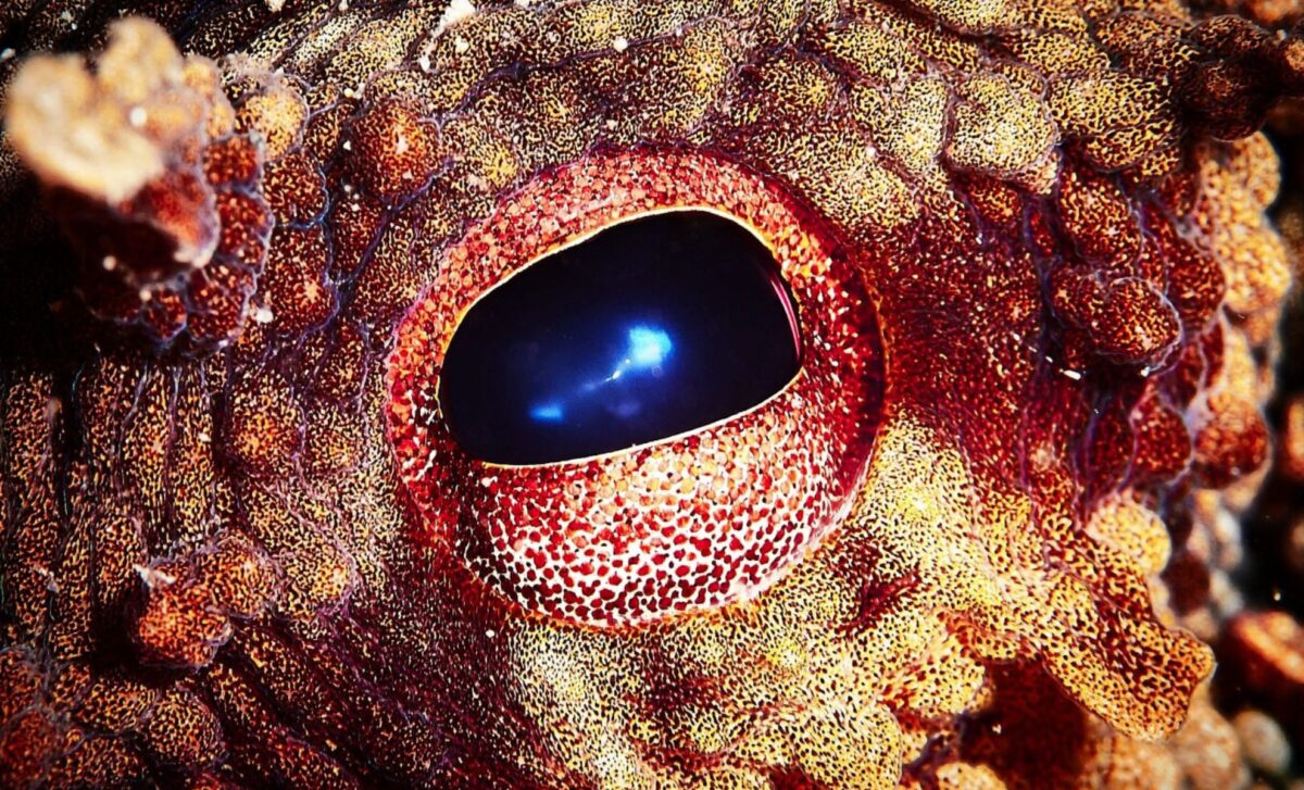 An Oxford Biologist Says Octopuses Could Inherit The Earth