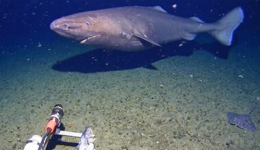 Surprise Shark Caught on Camera in an Unexpected Place : ScienceAlert
