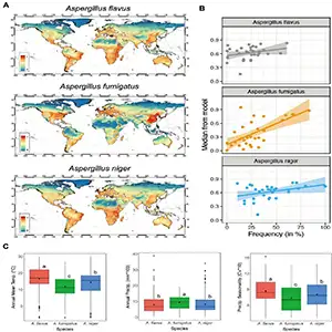 MaxENT model accurate described Aspergillus global distributions. Credit: University of Manchester