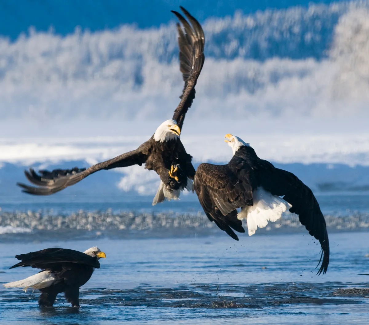 Bald eagles
