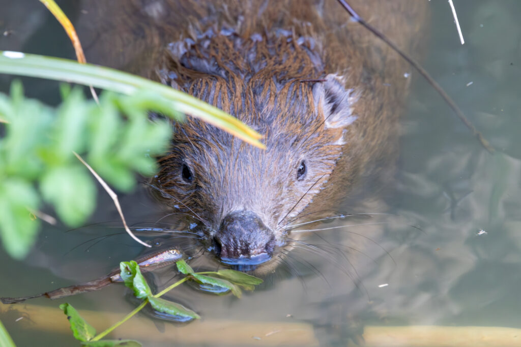 Beaver in Swanage
