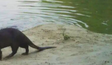 Bhardwaj, Nautiyal, Guleria and Habib (2025)