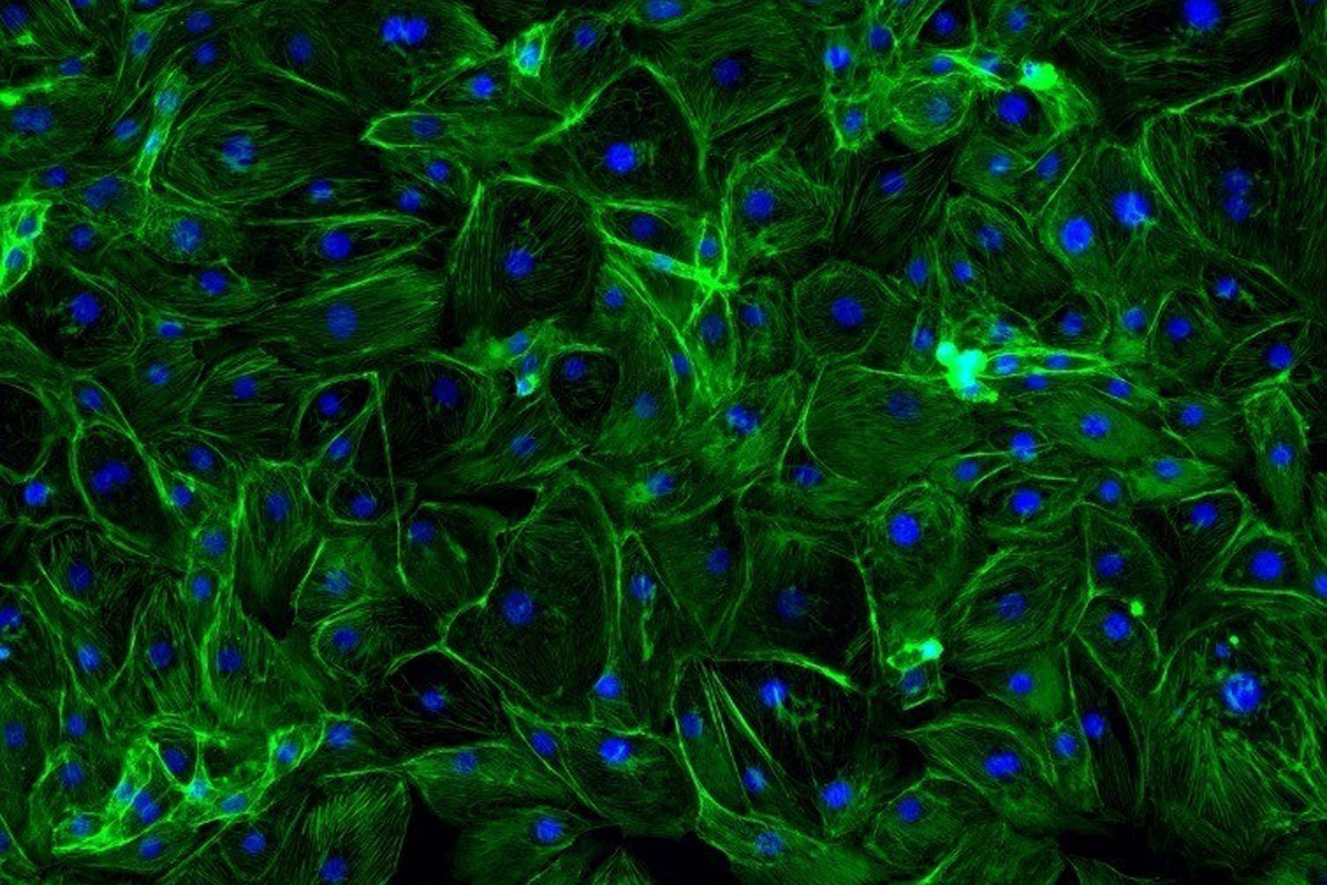 Biotech ingredient promises clinic-level skin tightening results