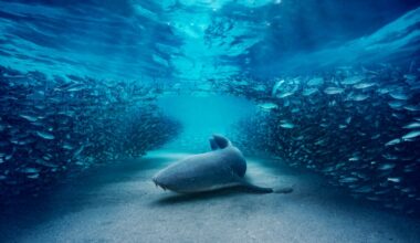 BBC Studios' Fussell Talks 'Bluey', Microdrama & Netflix-Warner Deal