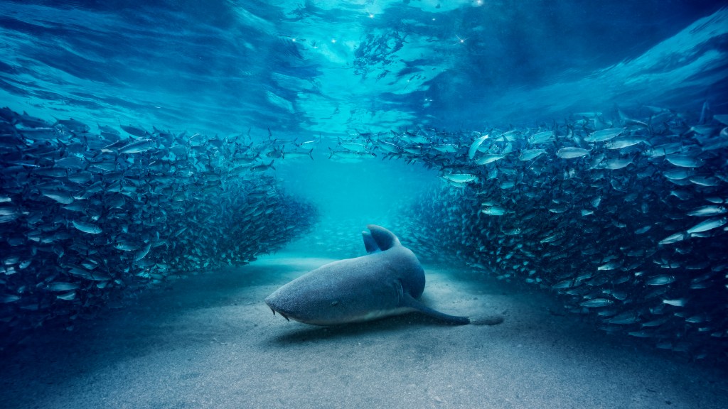 BBC Studios' Fussell Talks 'Bluey', Microdrama & Netflix-Warner Deal