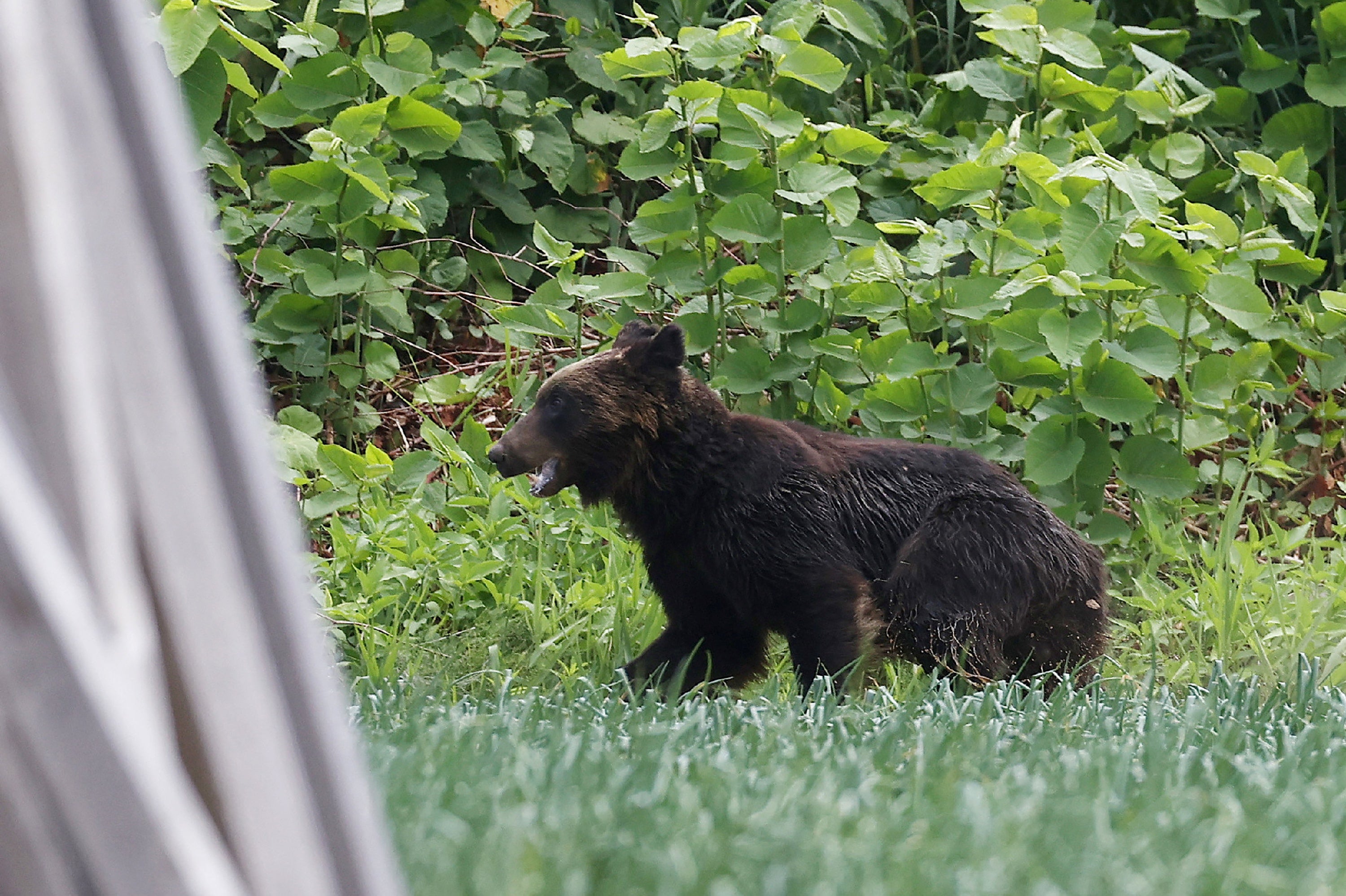 A brown bear on the loose in Japan’s Sapporo in Hokkaido prefecture