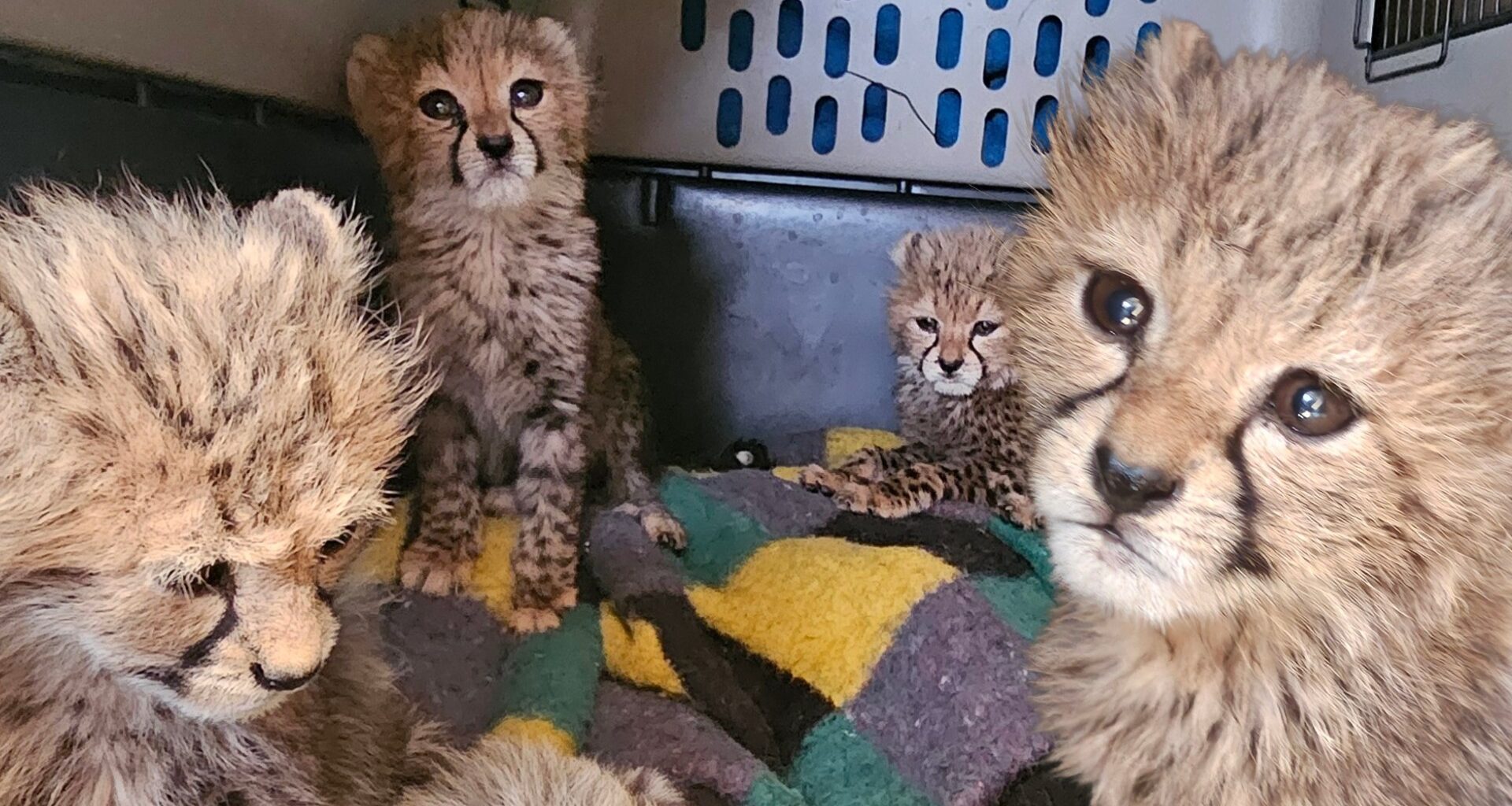 Photograph of four cheetah cubs inside an enclosure with a multicolored blanket. Cubs display fluffy fur and distinct facial markings, with one cub prominently close to the camera showing large, expressive eyes.