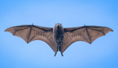 A bat flying against a clear blue sky, its wings fully outstretched showing the veins and structure in the wing membranes. The bat is viewed from below, centered in the image.