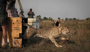 Conservationists releasing a cheetah