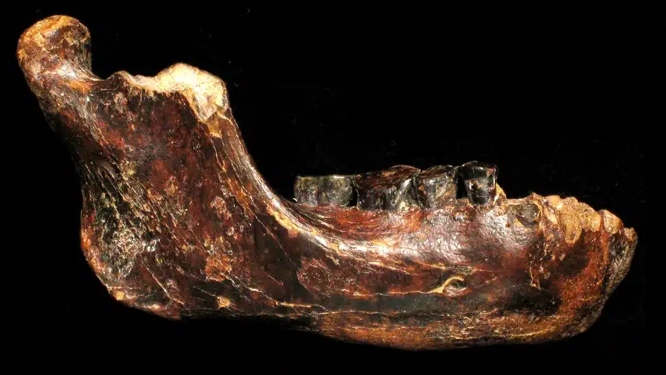 Denisovan Jawbone Discovered Off Taiwan