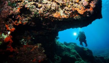 Divers Posted Photos Of A Cute “panda” Underwater, It Turned Out To Be A Brand New Species