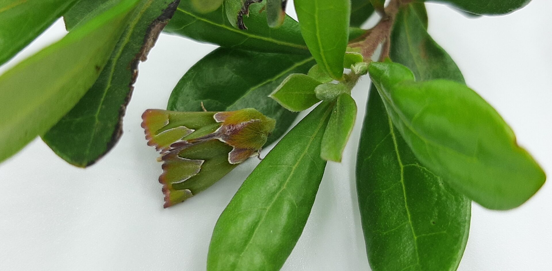 Citizen science rediscovers rare South African moth