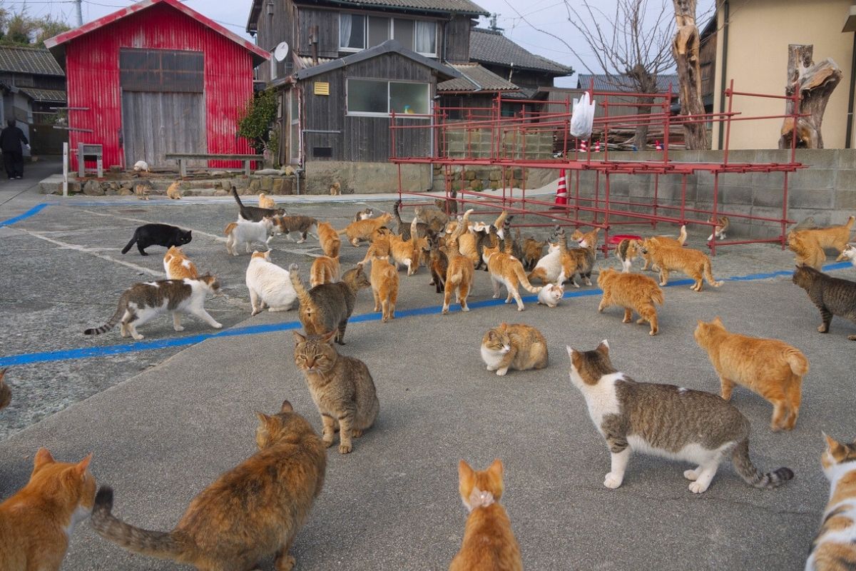 131 Cats Were Removed,