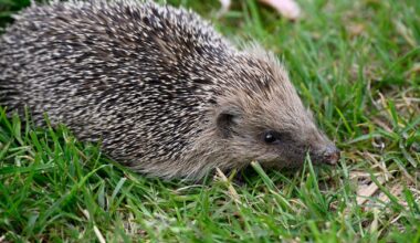 Researchers outline ‘simple steps’ in effort to save species – The Irish Times