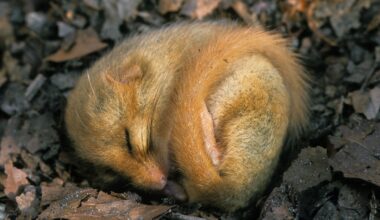 'We're starting to find a lot more weirdness': These strange animals can control their body heat