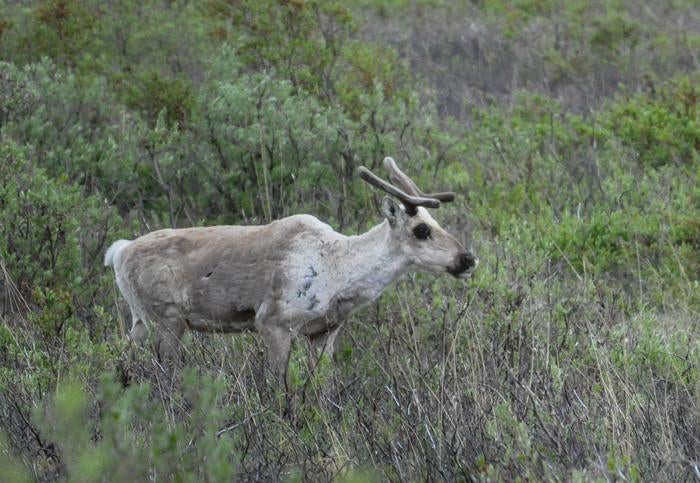 Female caribou navigates scrubland in Alaska's Denali National Park