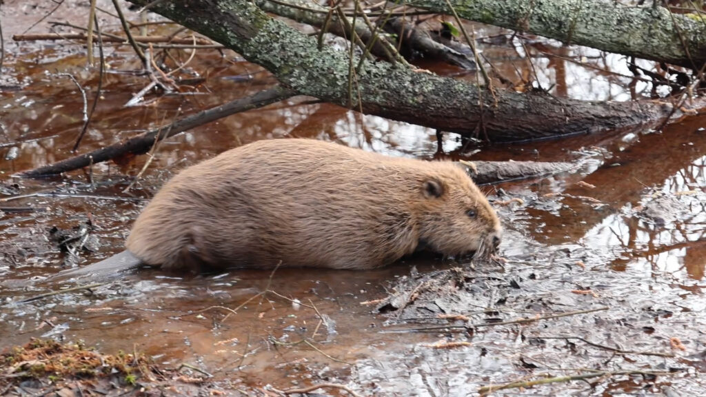 First wild beaver release in Studland