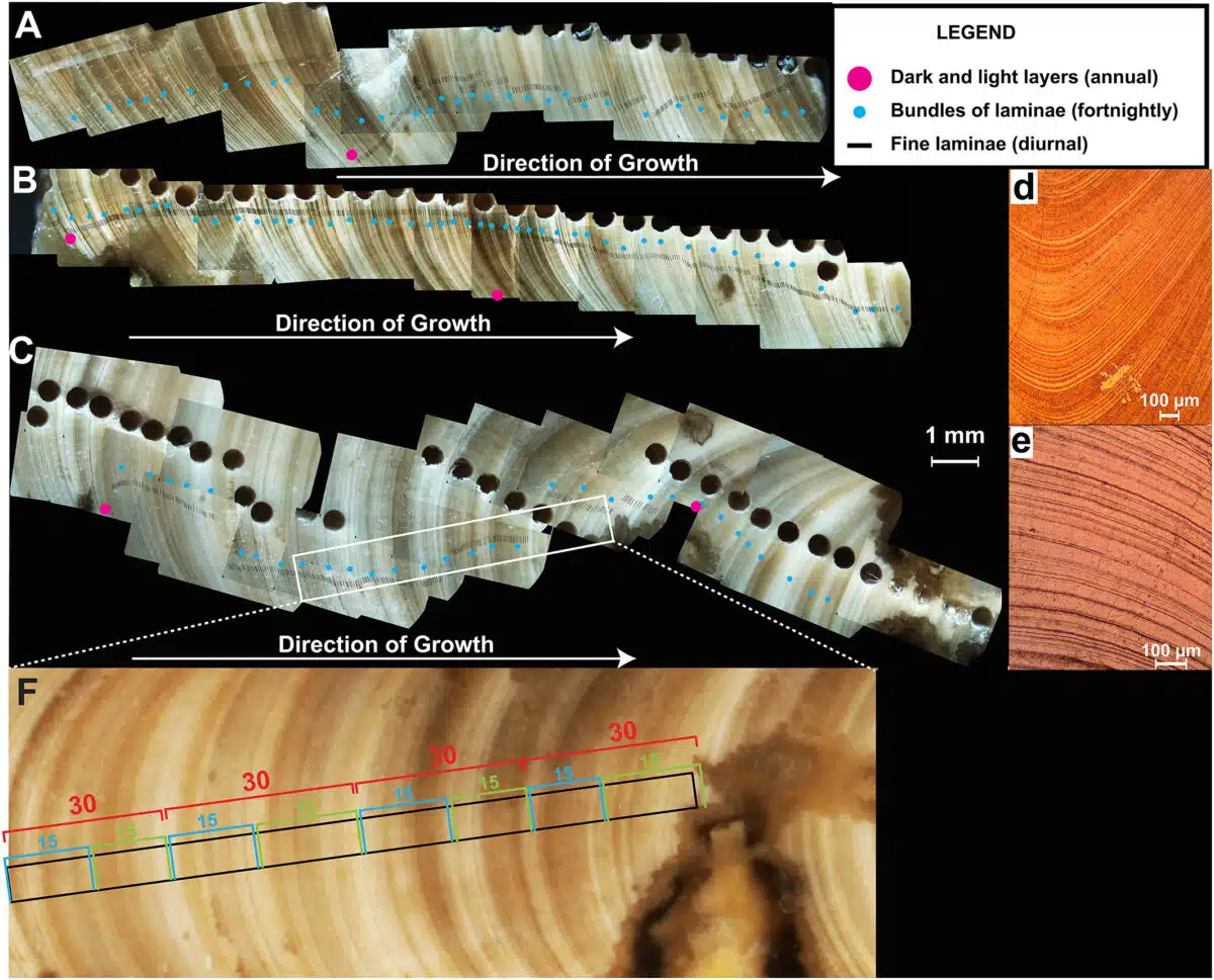 Fossil Shell Growth Bands Recording Daily And Annual Cycles, Revealing Shorter Days In Earth’s Past.