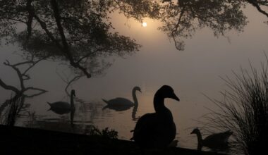 Dozens of dead swans found in London spark fears of bird flu outbreak