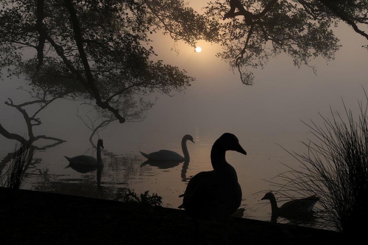 Dozens of dead swans found in London spark fears of bird flu outbreak