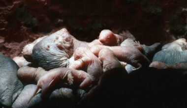 Naked mole rats