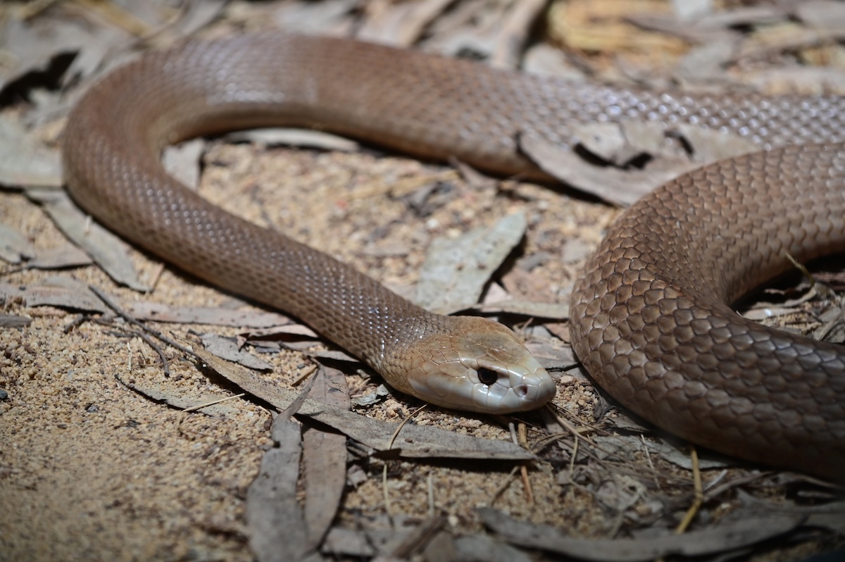 Deadly Snake Slithers Through Crowd at Golf Tournament (Video)