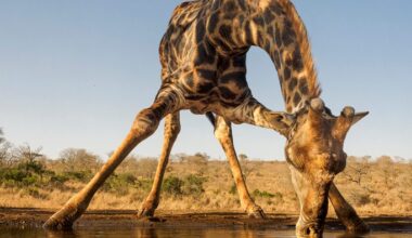 Giraffe drinking at watering hole