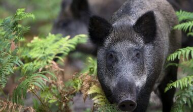Can boars make Britain great again?