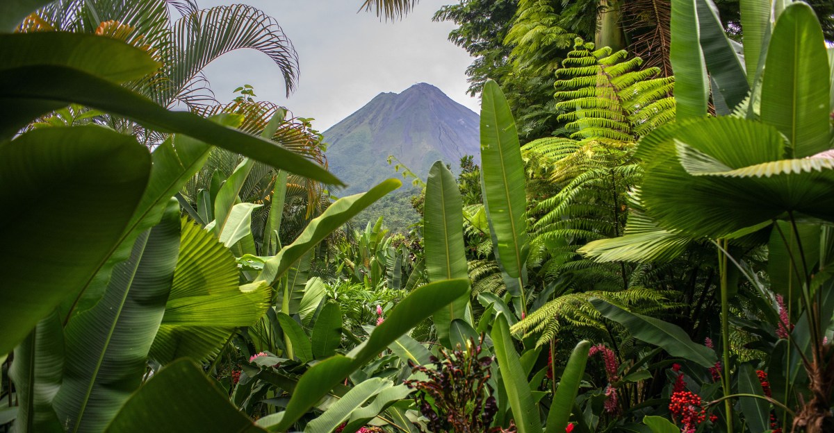 Costa Rica reversed deforestation and regrew its rainforest. How?
