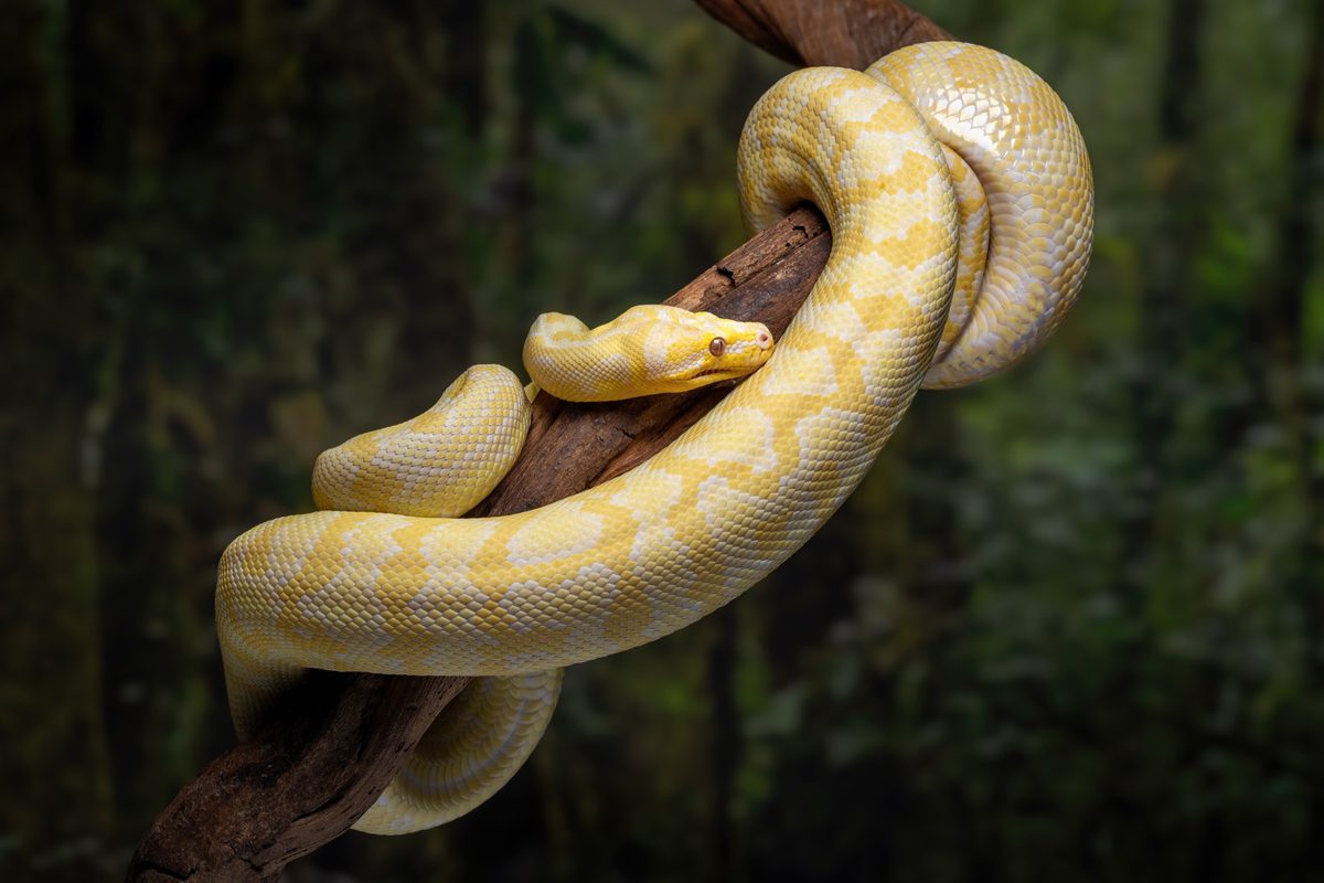 A python snake curled around a tree branch