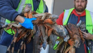 Thousands of ‘frozen’ iguanas rounded up in Florida after falling from trees - The Independent