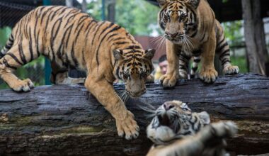 Tiger Kingdom deaths: Dozens of tigers die as virus hits Thai tourist attractions - The Independent