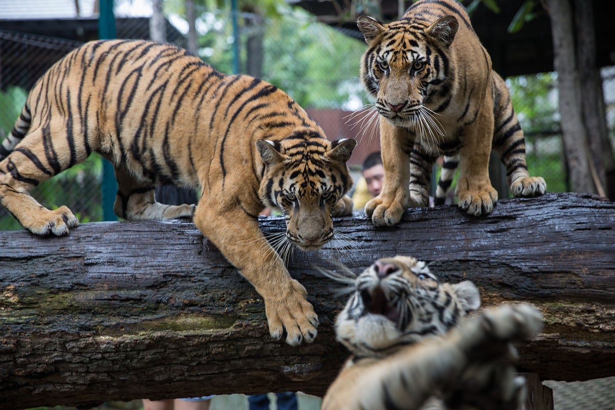 Tiger Kingdom deaths: Dozens of tigers die as virus hits Thai tourist attractions - The Independent