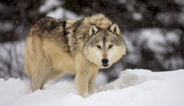 A gray wolf from an alpha pack