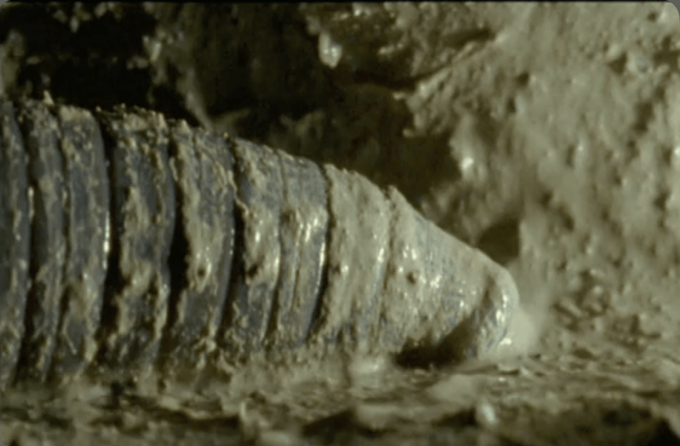 Giant Gippsland earthworm crawls through a tunnel