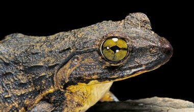 Fiery-Throated Hummingbird perching (Panterpe insignis) Costa Rica