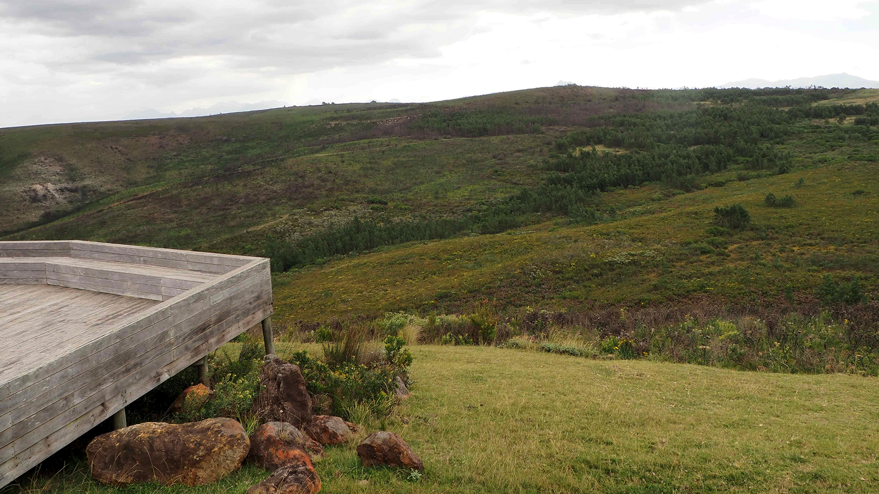 Male specimens of Drepanogynis insciata have now been observed in the Gondwana Private Nature Reserve on four occasions. Image courtesy of Mikael Englund.
