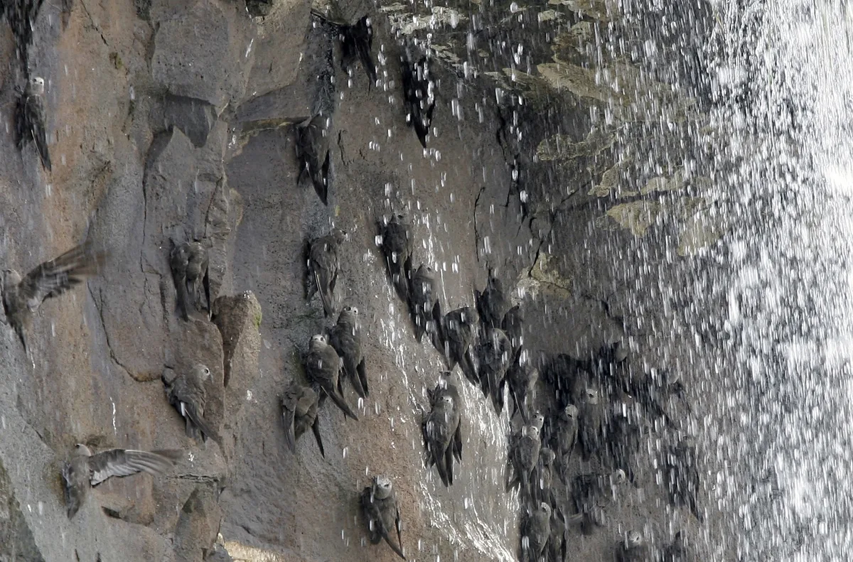 Great dusky swifts perch on the rocks behind the waterfalls of the Iguazu Falls