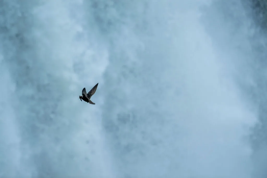Great dusky swifts returning with nesting material to their nestsite behind this waterfall at Iguazu Falls