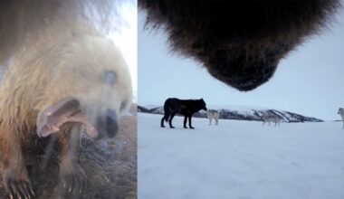 A collage of a bear and a wolf.