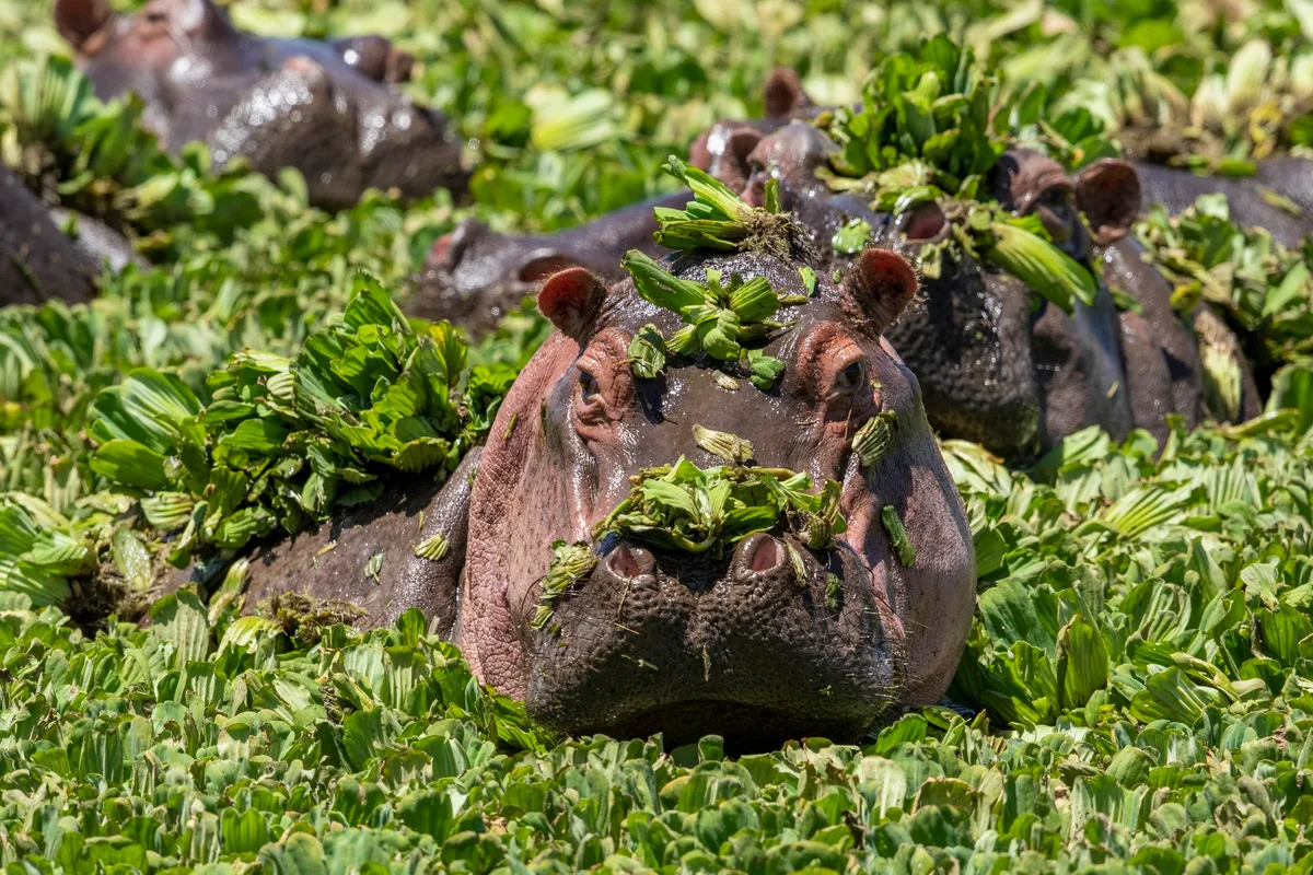 Hippo feeding