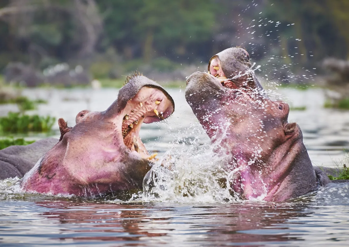 Hippos