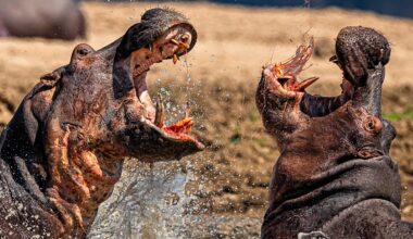 Astonishing power and resilience of hippos revealed in 16 incredible photos