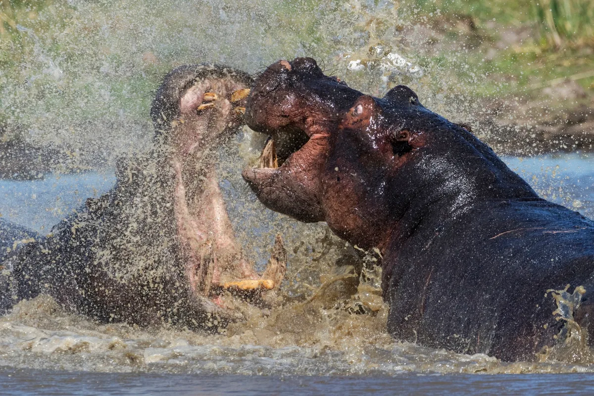 Hippos in Botswana