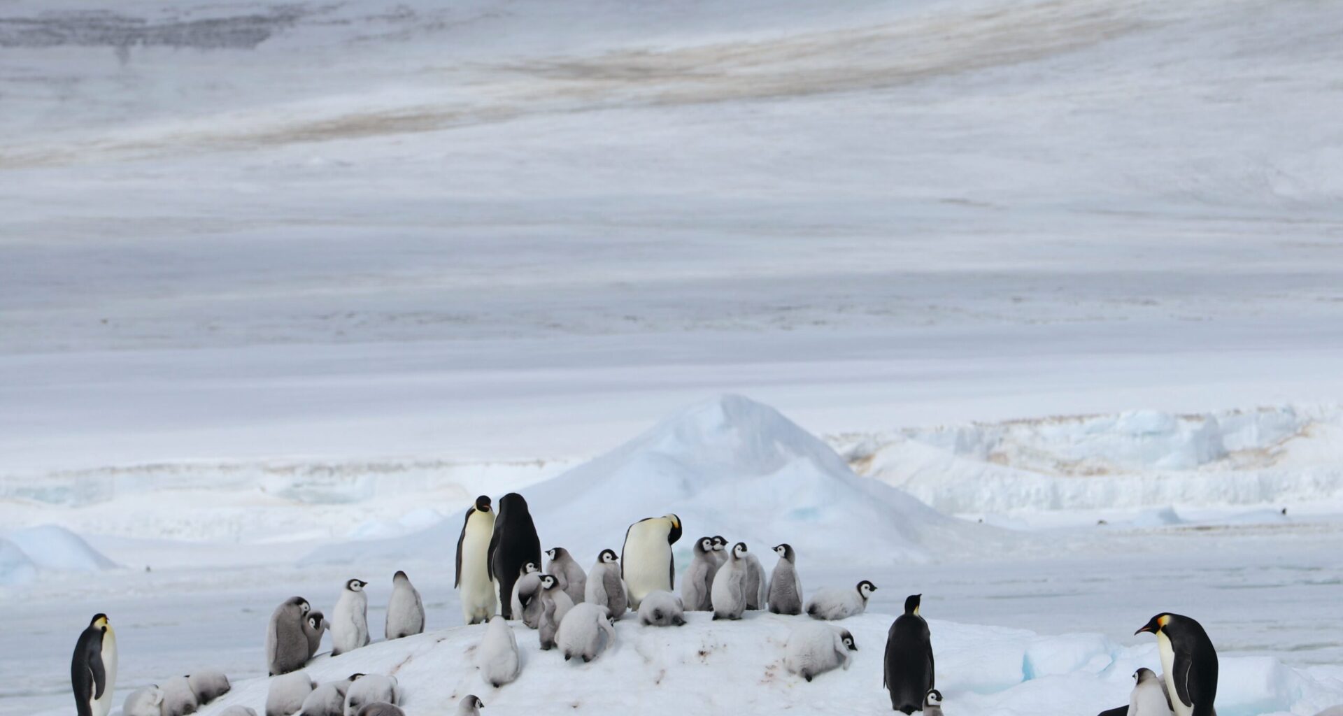 Accidental discovery reveals grim future for emperor penguins